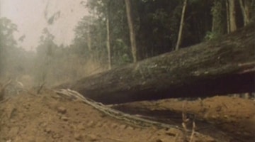 Video 1920x1500 LINEA FERROVIARIA TRANSCAMERUNENSE